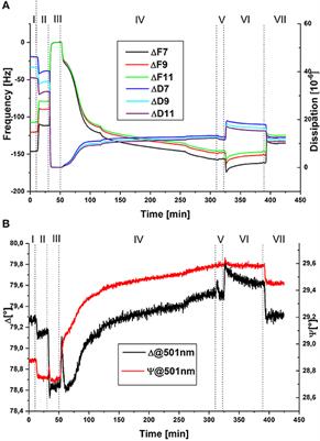 In-situ-Investigation of Enzyme Immobilization on Polymer Brushes